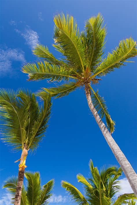 images of palm trees